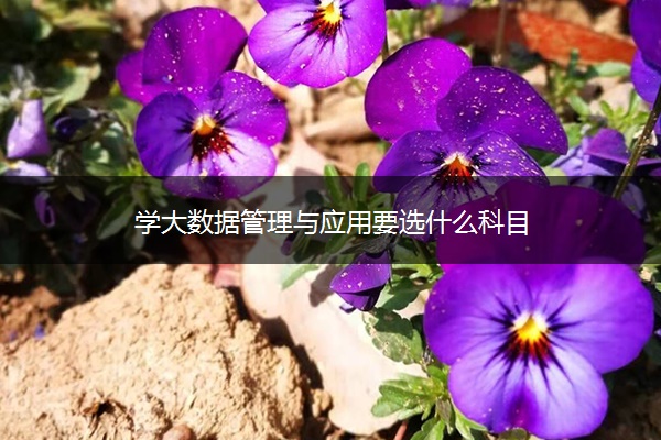 学大数据管理与应用要选什么科目