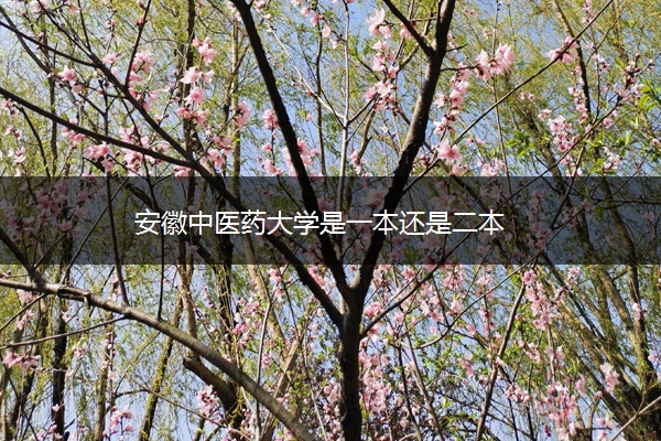 安徽中医药大学是一本还是二本