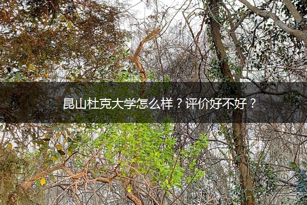 昆山杜克大学怎么样？评价好不好？