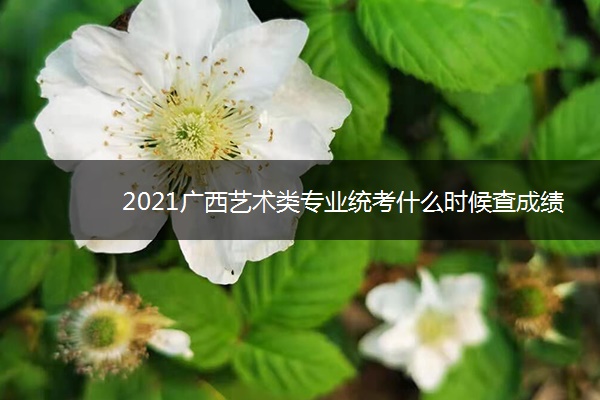 2021广西艺术类专业统考什么时候查成绩